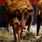 [:sv]Nyfödd kalv med sin ko-mamma i halmen.[:]