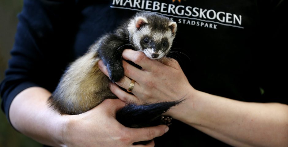 Frett (tamiller) i famnen på djurvårdare.