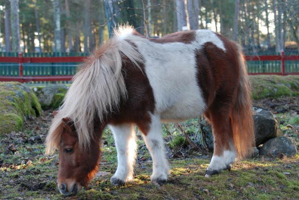 Häst som betar