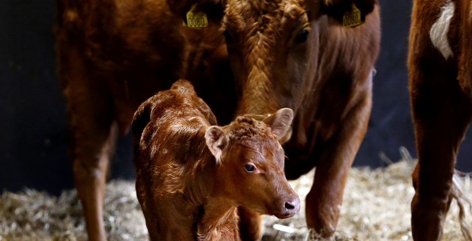 Nyfödd kalv med sin ko-mamma i halmen.