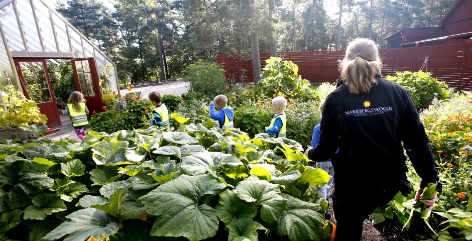 Trädgårdsmästare kliver mellan grödorna i Barnens köksträdgård.