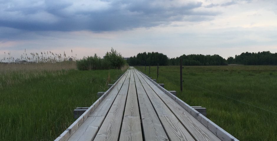 Träspång på Mariebergs strandängar.