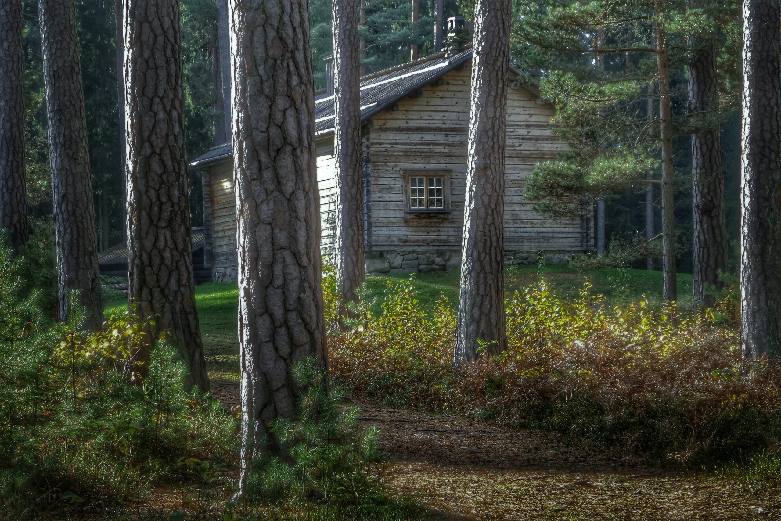 Höst i Mariebergsskogen