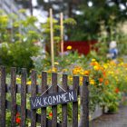 Förskolebarn skördar i Barnens köksträdgård