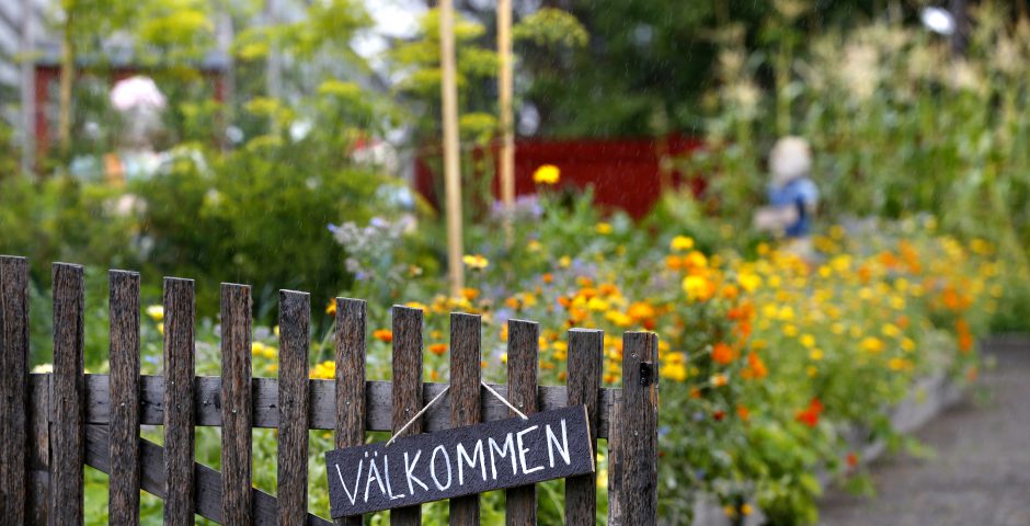 Förskolebarn skördar i Barnens köksträdgård