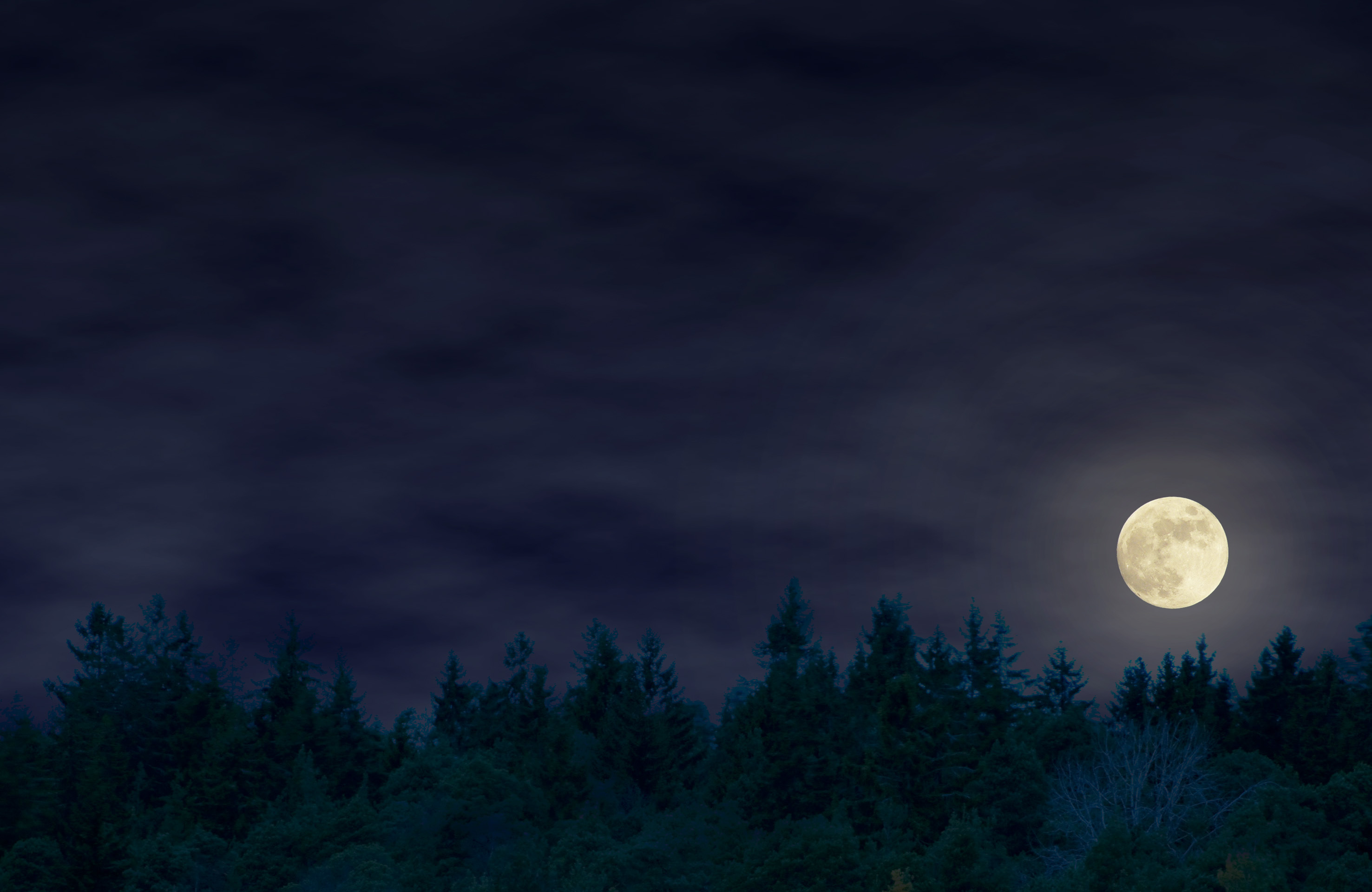 Natt Pa Naturum Mariebergsskogen Natt Pa Naturum Mariebergsskogen