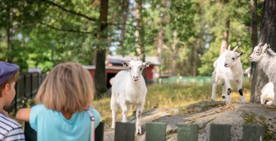 Flicka och pojke står vid staketet och tittar på getterna i Lillskogen. Eller, getterna tittar på barnen. .