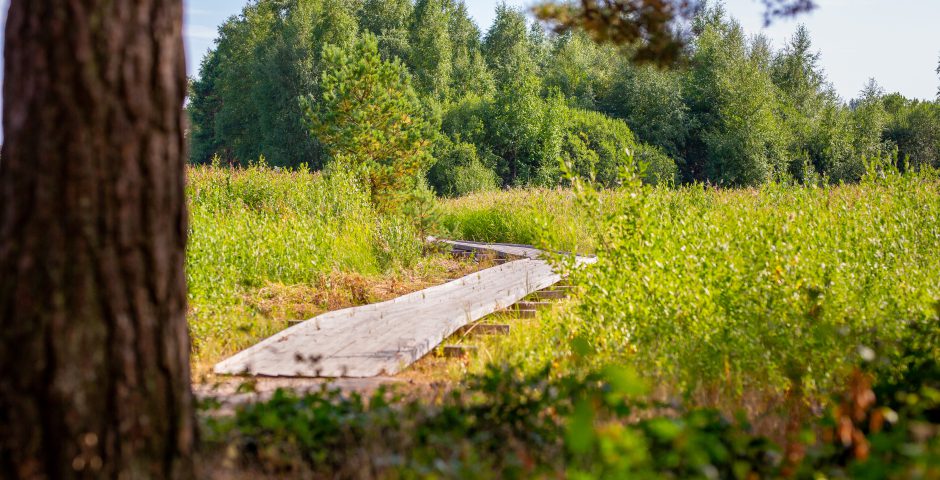 Naturvandring, spång, strandängarna