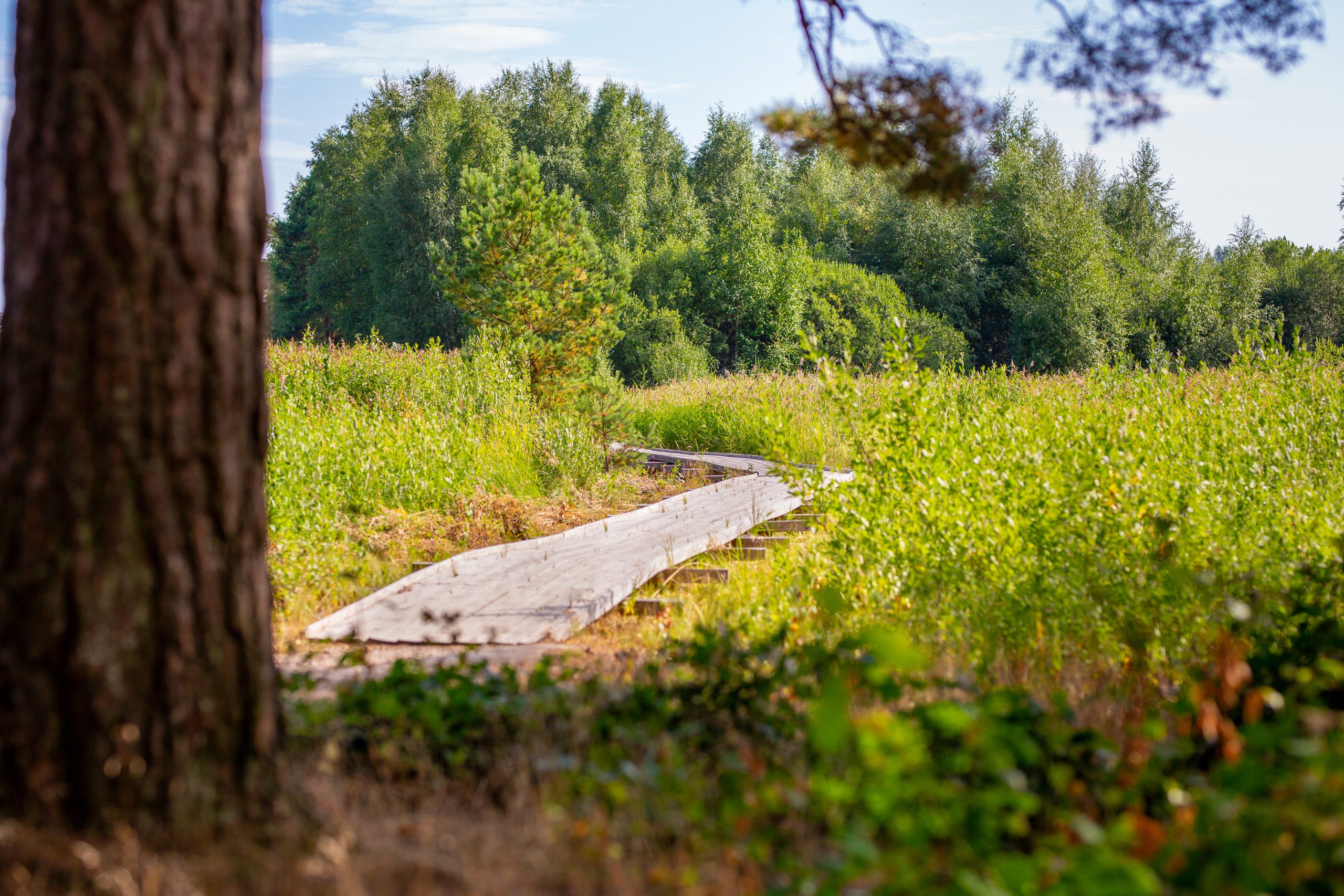 Naturvandring, spång, strandängarna