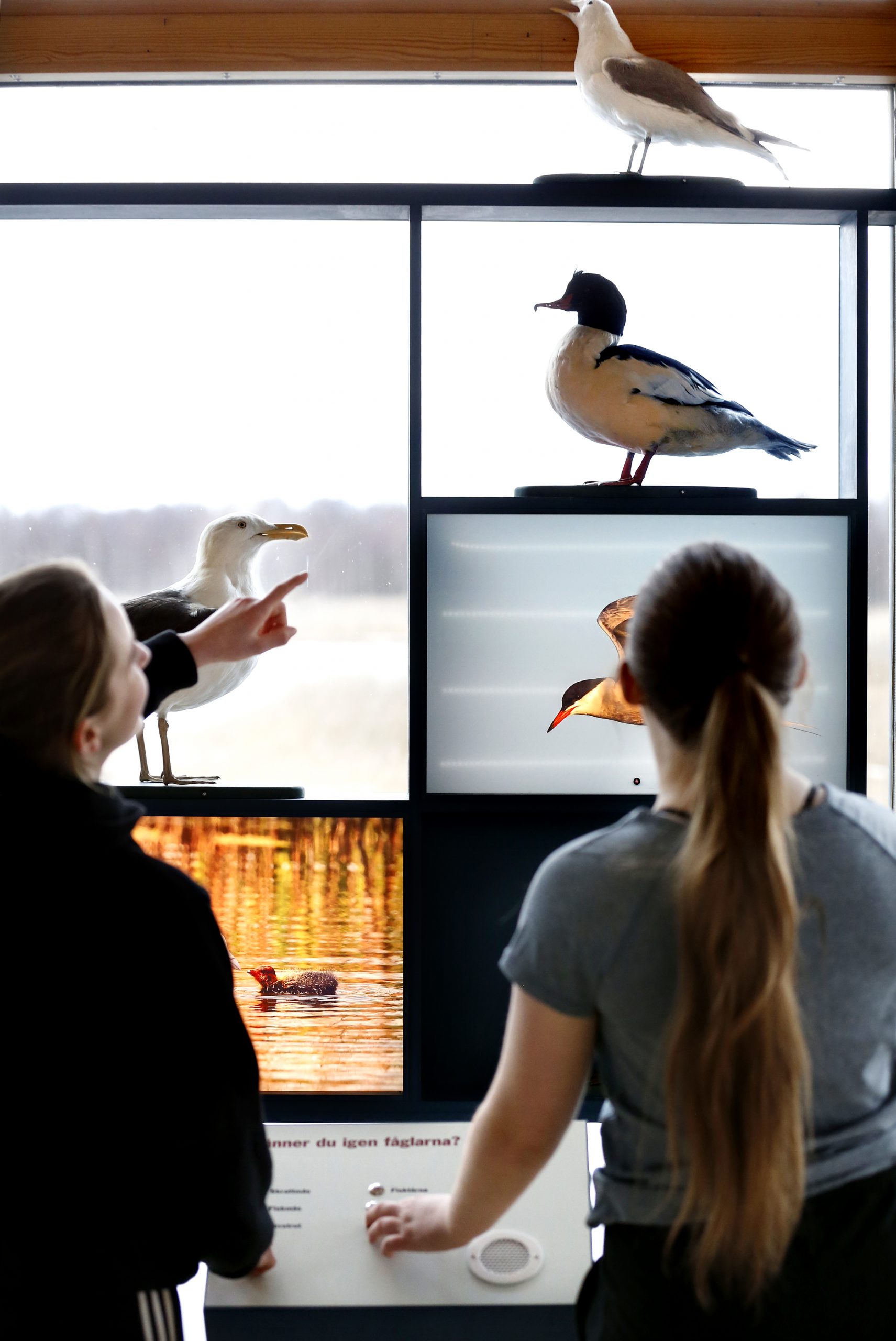 Två tonårstjejer tittar på uppstoppad fågel i utställningen i Naturum Värmland.