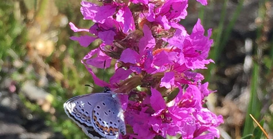 Fjärilen blåvinge på blomman fackelblomster.