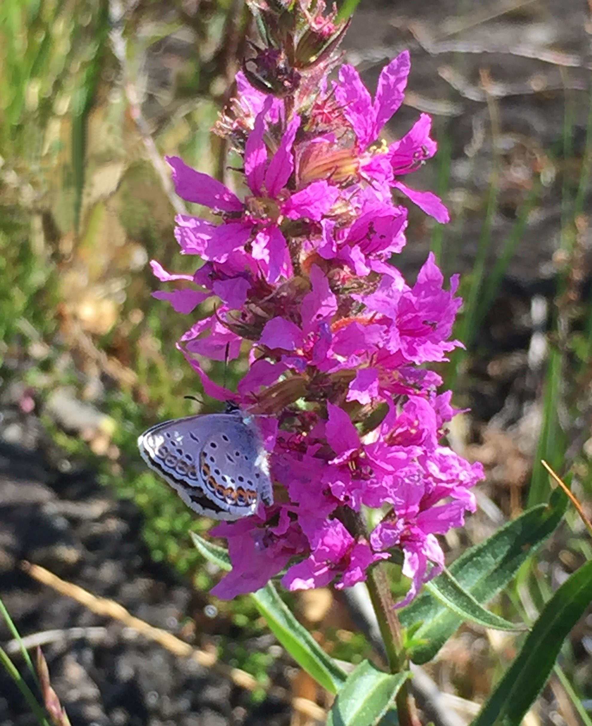 Fjärilen blåvinge på blomman fackelblomster.