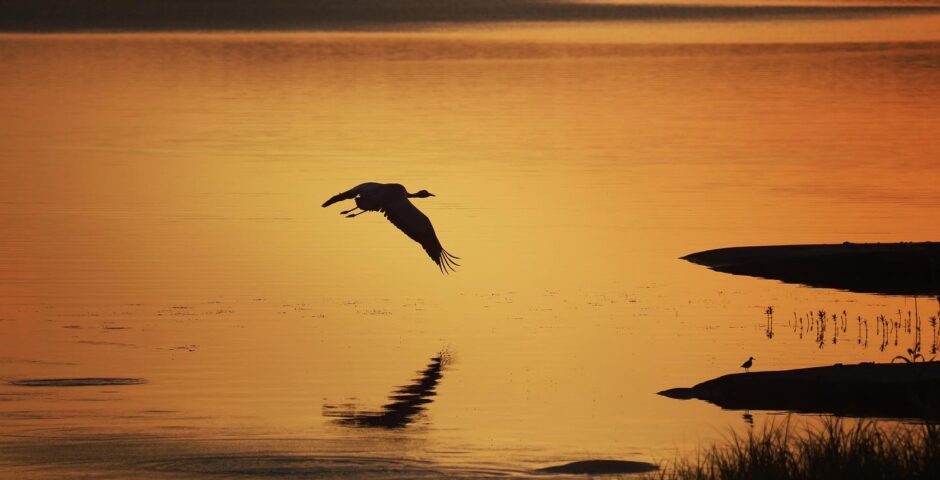 Fågel som flyger över vatten. Orangefärgad himmel speglar sig i det stilla vattnet.