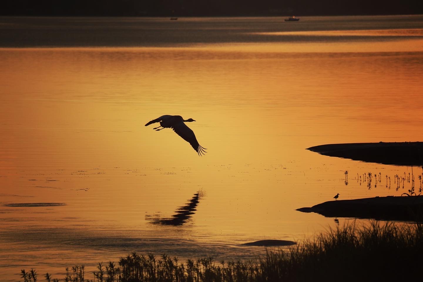 Fågel som flyger över vatten. Orangefärgad himmel speglar sig i det stilla vattnet.