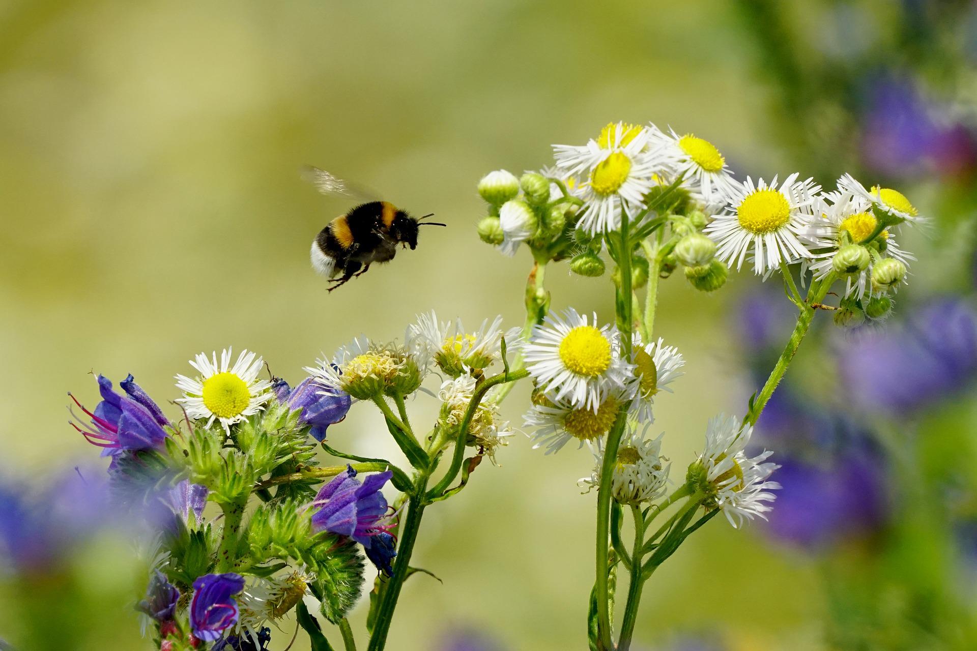 En humla flyger mot en blomma.