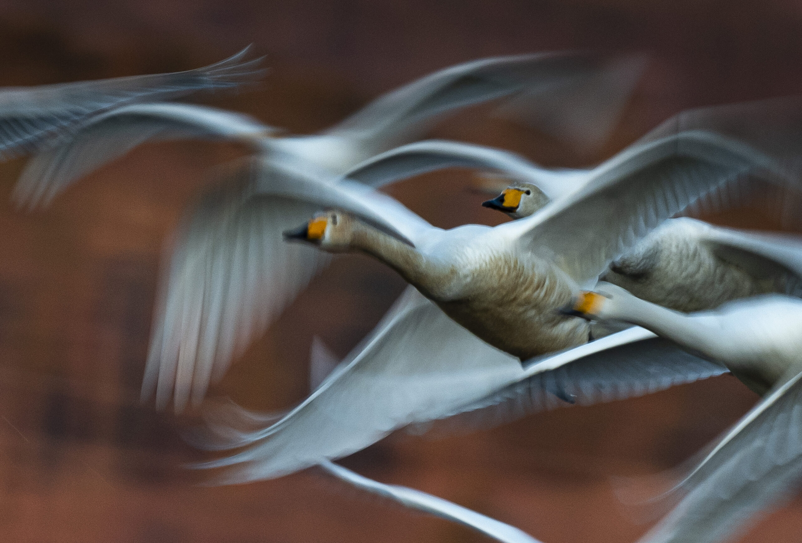 Foto på flygande fåglar, ingår i fotoutställning.