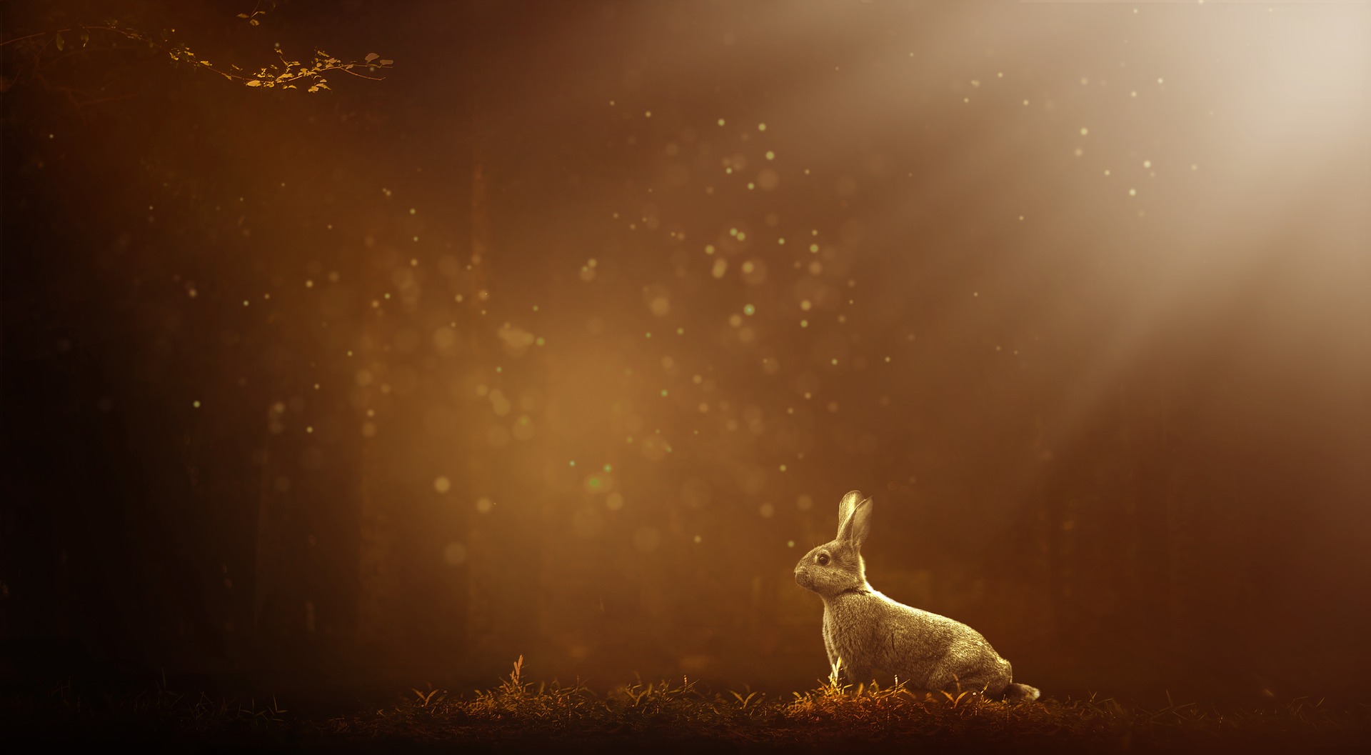 Hare i mystiskt solljus.