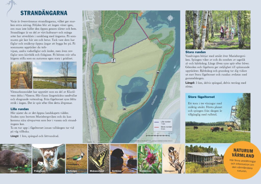 Tredje sidan i Naturum värmlands LONA broschyr. Information om strandängarna samt bilder på bäver, fiskjuse, tofsvipa, sothöna, kråkklöver, sävsparv, fågeltorn och Naturum värmland.