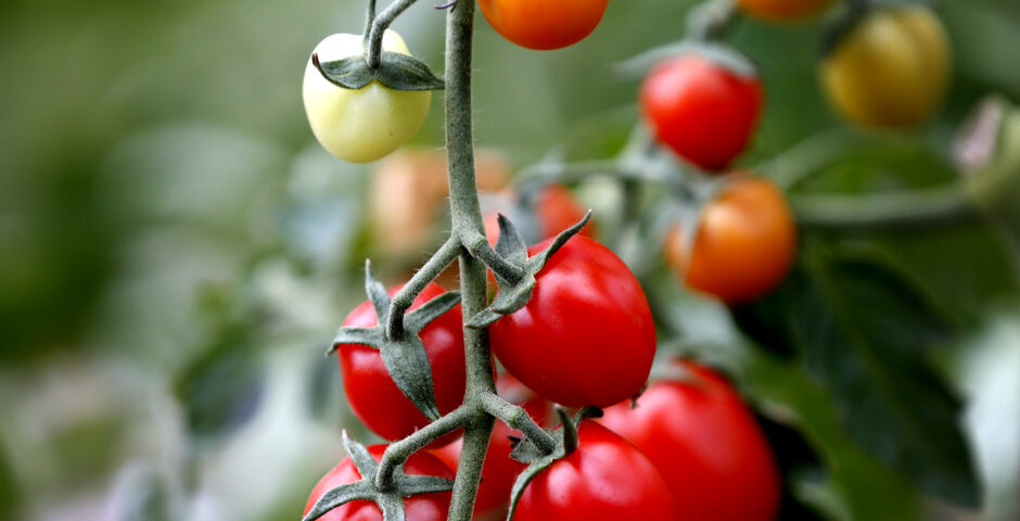 Tomatplanta.