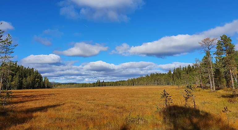 Våtmark i Värmland.